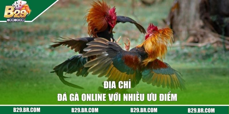 Đá Gà B29 - Xem Chọi Kê Online Kiếm Tiền An Toàn, Hiệu Quả 1 Địa chỉ đá gà online với nhiều ưu điểm